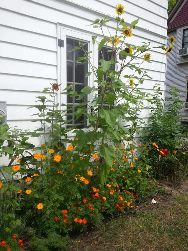 Sunflowers