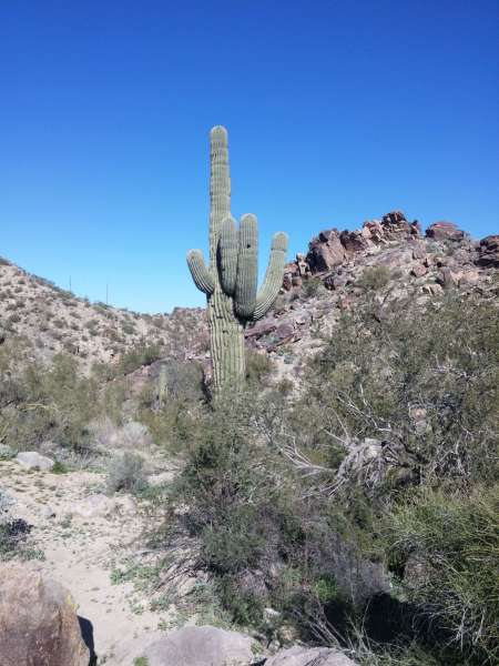rz cactus
